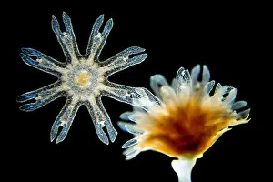 Developmental Prints: Strobila and Ephyra of Jellyfish, light micrograph