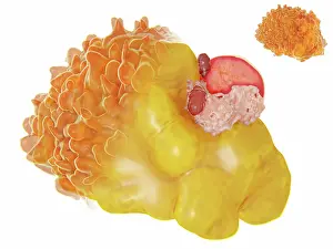 Structure of a fat cell