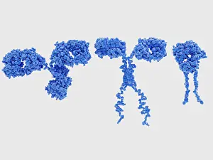 Cancer Prints: Structure similarities between an antibody (left)