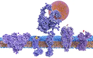 Particles Prints: Structure variety of membrane proteins