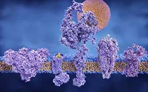 Particles Prints: Structure variety of membrane proteins