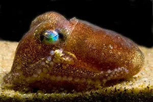 Bobtail Prints: Stubby Squid