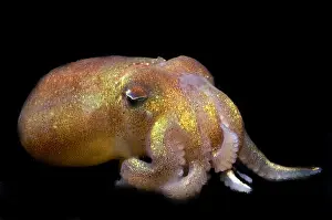 Cephalopod Prints: Stubby Squid