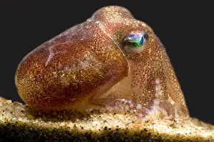Cephalopod Prints: Stubby Squid