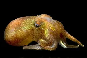 Cephalopod Prints: Stubby Squid