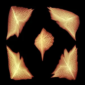 False Prints: Sturgeon Scales, X-ray