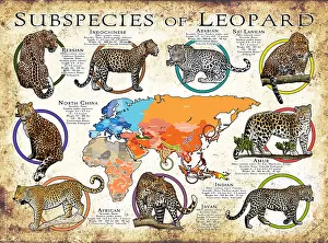 Animals Prints: Subspecies of Leopard