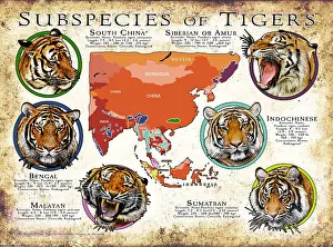 Animals Prints: Subspecies of Tigers