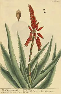 Plantae Prints: Succrotrine Aloe, Medicinal Plant, 1737
