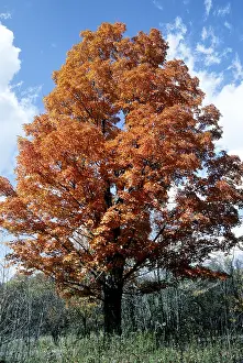 Nature Prints: Sugar Maple in autumn