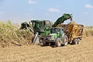 Prints of Sugarcane harvest, Hidalgo County, Texas, United States (Saccharum officinarum) : Sugarcane Harvest, Tractor in a Field, Texas Farm, Agriculture