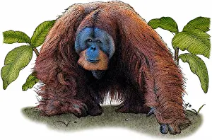 Primate Prints: Sumatran Orangutan