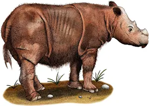 Hairy Prints: Sumatran Rhinoceros