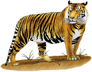 Animals Prints: Sumatran Tiger