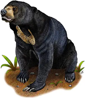 Bear Prints: Sun Bear