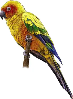 Psittacidae Prints: Sun Parakeet, Illustration