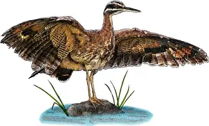 Birds Prints: Sunbittern, Eurypyga helias, Illustration