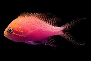Community Prints: Sunburst Anthias