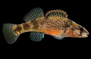 Arkansas Prints: Sunburst Darter (Etheostoma mihileze)