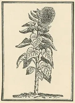 Blossom Prints: Sunflower