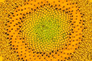 Field Prints: Sunflower