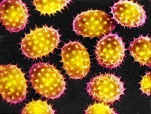 Electron Prints: Sunflower Pollen Grains