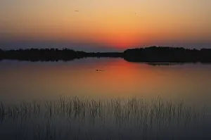 Plant Prints: Sunrise in the Everglades National Park, Florida