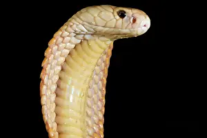 Mutation Prints: Sunset Morph Monacled Cobra (Naja kaouthia)