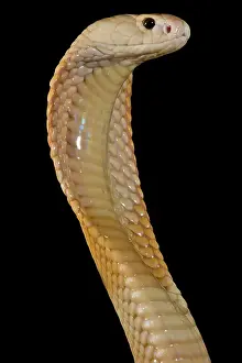 Genetics Prints: Sunset Morph Monacled Cobra (Naja kaouthia)