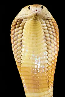 Genetics Prints: Sunset Morph Monacled Cobra (Naja kaouthia)