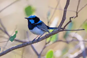 : Superb Fairy Wren or Wren Bird, Songbird