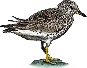 Animals Prints: Surfbird