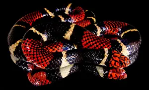 Dangerous Prints: Surinam Coralsnake