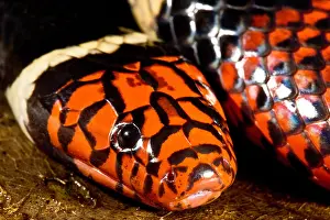 Dangerous Prints: Surinam Coralsnake