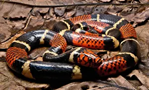 Dangerous Prints: Surinam Coralsnake