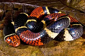 Dangerous Prints: Surinam Coralsnake