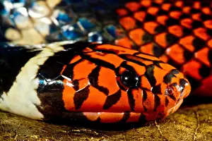 Dangerous Prints: Surinam Coralsnake