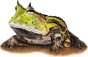 Amazonian Prints: Surinam Horned Frog, C. cornuta, Illustration