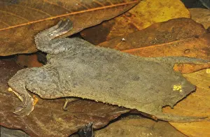 Fresh Prints: Surinam Toad