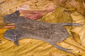 Star Prints: Surinam Toad