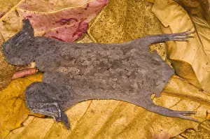 Star Prints: Surinam Toad