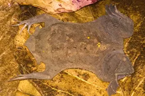 Star Prints: Surinam Toad