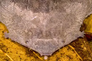 Star Prints: Surinam Toad