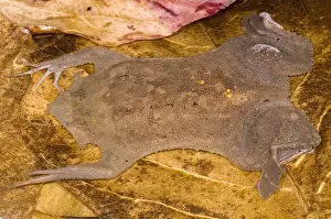 Star Prints: Surinam Toad