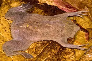 Star Prints: Surinam Toad
