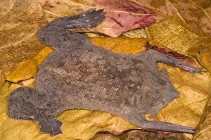Star Prints: Surinam Toad
