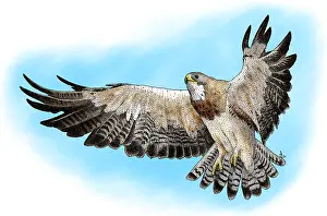 Flight Prints: Swainson's Hawk