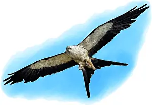Tailed Prints: Swallow-tailed Kite, Illustration