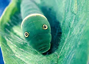 Swallowtail caterpillar