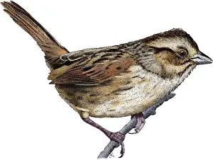 Birds Prints: Swamp Sparrow